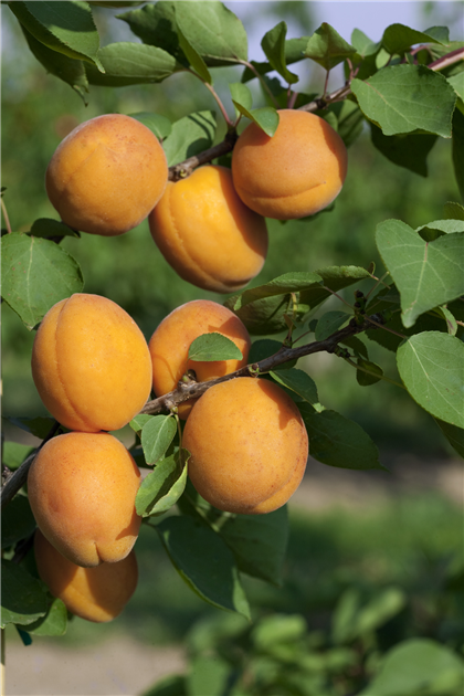 - Prunus Aprikose Hemmingen \'Goldrich\'® Stanze Hannover \'Goldrich\'®, in armeniaca Gartencenter