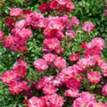 Rosa 'Holsteiner Blütenmeer'