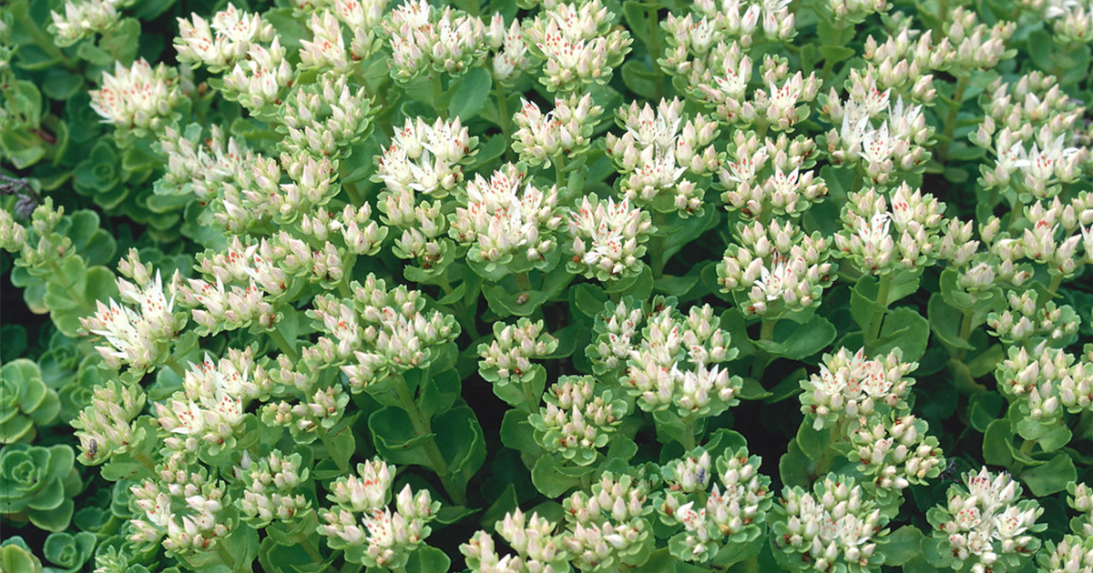 sedum-spurium-album-superbum-garten-teppich-fettblatt-album