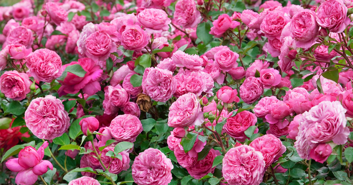 Rosa 'Baronesse'®, Beetrose 'Baronesse'® - Stanze Gartencenter in ...