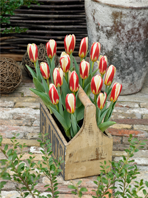 - Wildtulpen Hemmingen Stanze in Hannover botanical, Gartencenter Tulipa