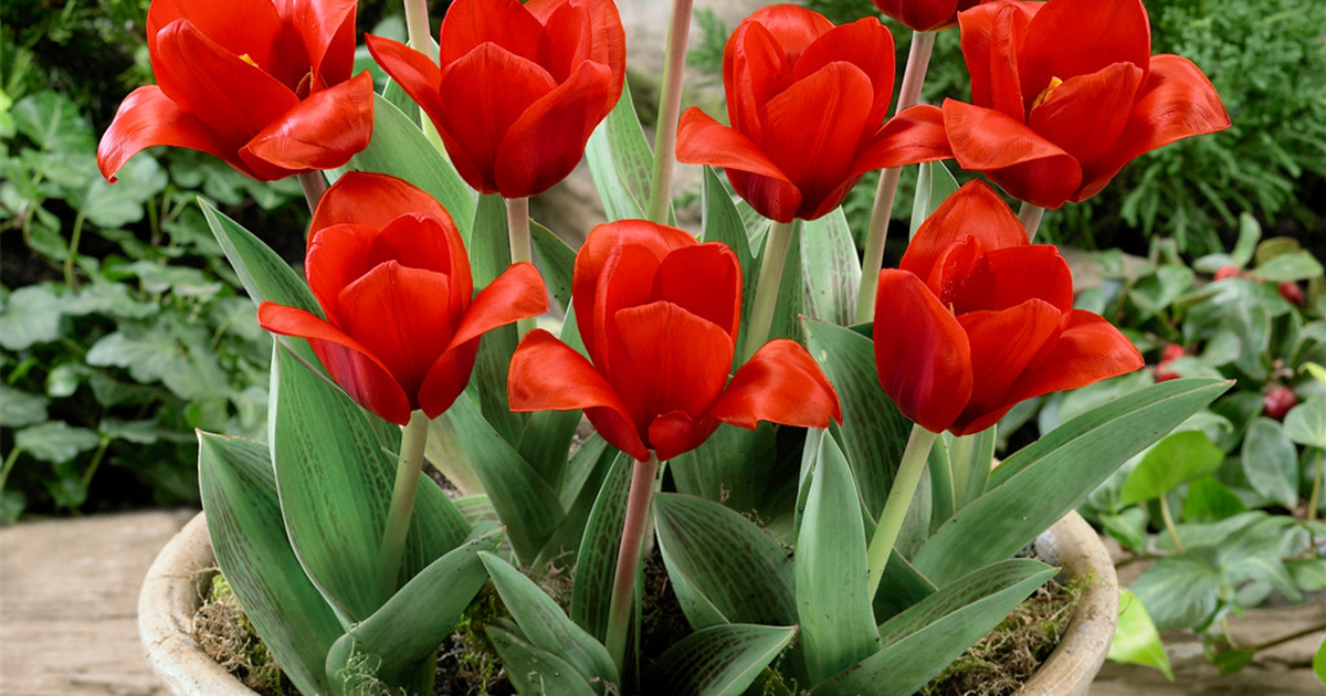 Tulipa Kaufmanniana Showwinner Seerosen Tulpe Showwinner Stanze 