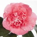 Camellia japonica 'Ballet Queen'