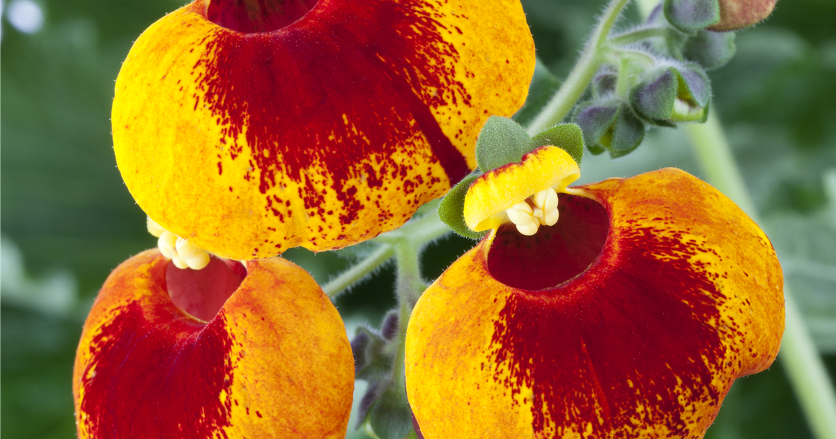 Calynopsis Calceolaria calynopsis, Pantoffelblume - Stanze Gartencenter in ...