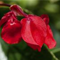 Begonia 'Dragon Wing Red'