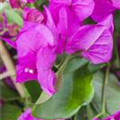 Bougainvillea 'Vera Purple'