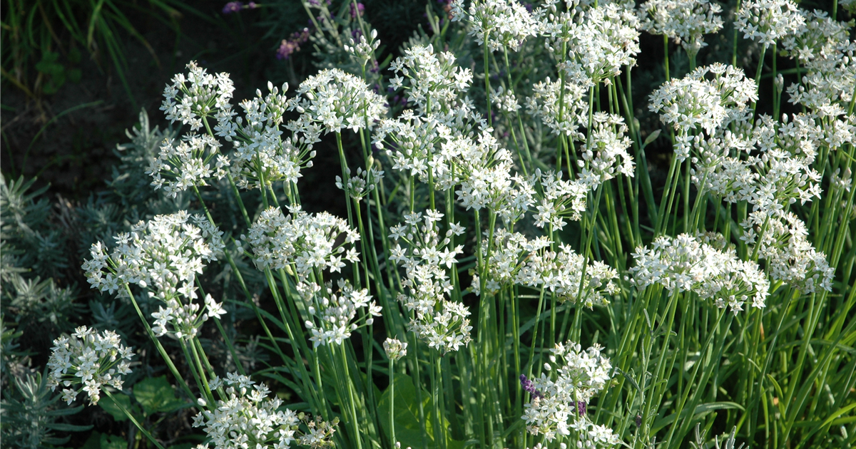 Allium tuberosum 'Neko', Schnittknoblauch 'Neko' Stanze Gartencenter