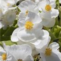 Begonia semperflorens, weiß