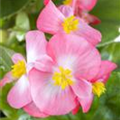 Begonia semperflorens, rosa