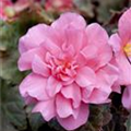 Begonia x tuberhybrida, rosa