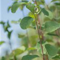 Amelanchier alnifolia 'Greatberry® Fruity'