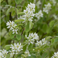 Amelanchier alnifolia 'Honeywood'(s)
