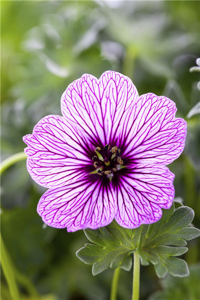 brugerdefinerede forstyrrelse juni Geranium cinereum 'Ballerina', Aschgrauer Garten-Storchschnabel 'Ballerina' - Stanze Gartencenter in Hannover Hemmingen brugerdefinerede forstyrrelse juni Geranium cinereum 'Ballerina', Aschgrauer Garten-Storchschnabel 'Ballerina' - Stanze Gartencenter in Hannover Hemmingen