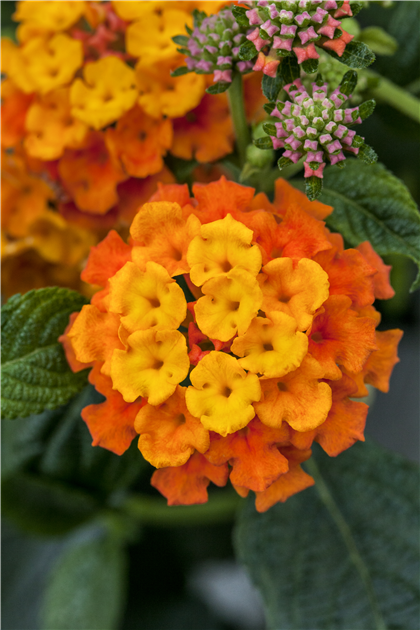 verschiedene Farben ca. 110-120 cm Lantana Hochstamm mit Blüten 