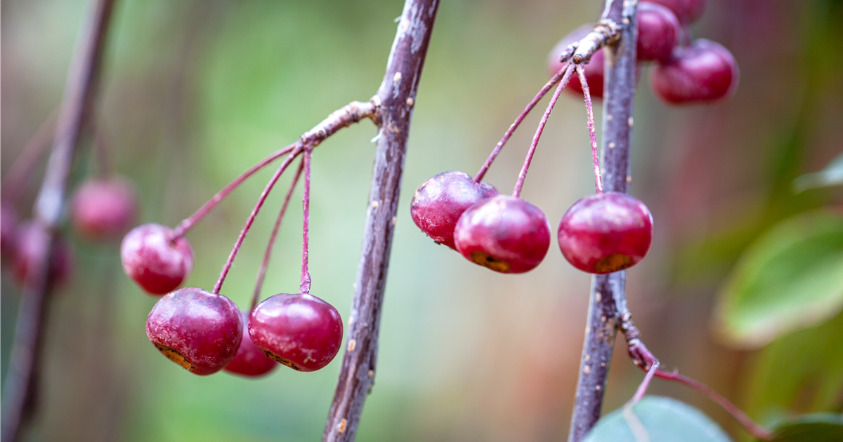 Malus x moerlandsii 'Profusion', Zierapfel 'Profusion' Stanze