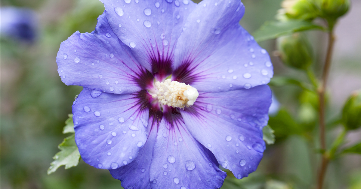 Hibiscus syriacus \'Oiseau Bleu\', - Stanze Hemmingen Gartencenter \'Oiseau in Bleu\' Garteneibisch Hannover