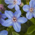 Lithodora diffusa 'Heavenly Blue'