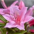 Rhododendron luteum 'Jolie Madame'