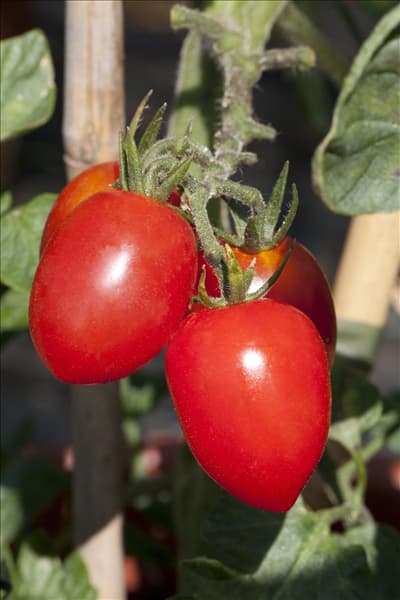 Solanum lycopersicum