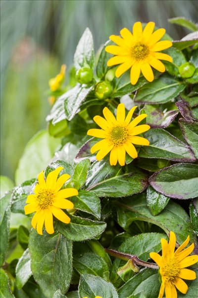 Sanvitalia procumbens