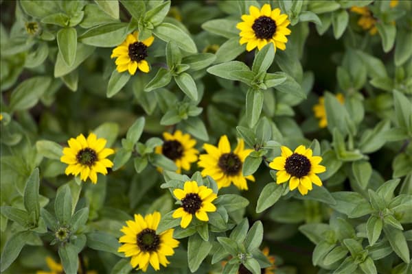 Sanvitalia procumbens