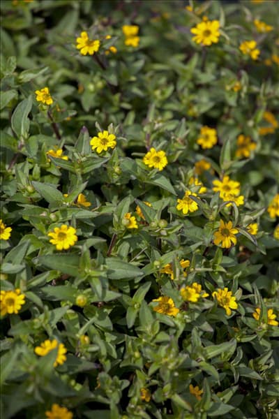 Sanvitalia procumbens