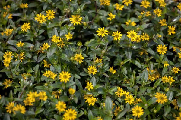 Sanvitalia procumbens