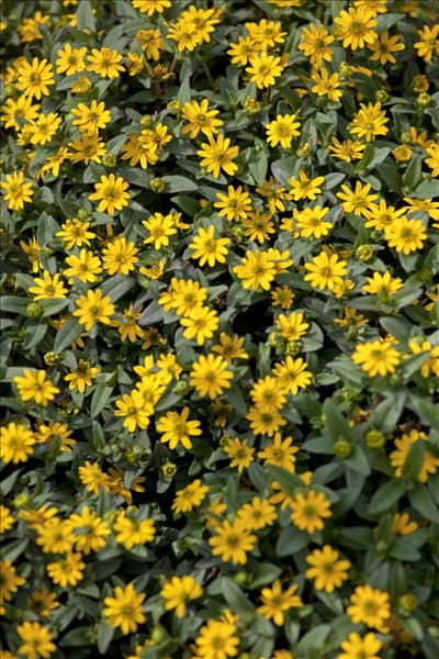 Sanvitalia procumbens