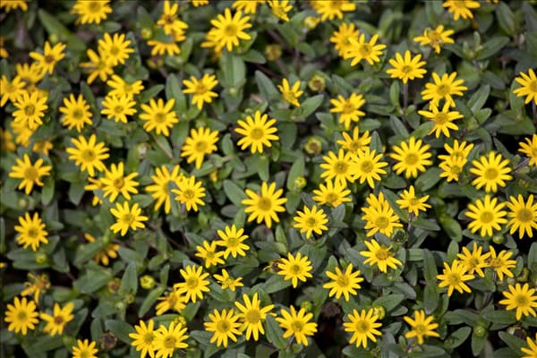 Sanvitalia procumbens