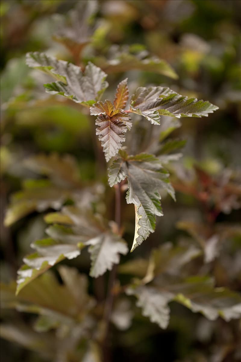 Physocarpus opulifolius 'Red Baron'