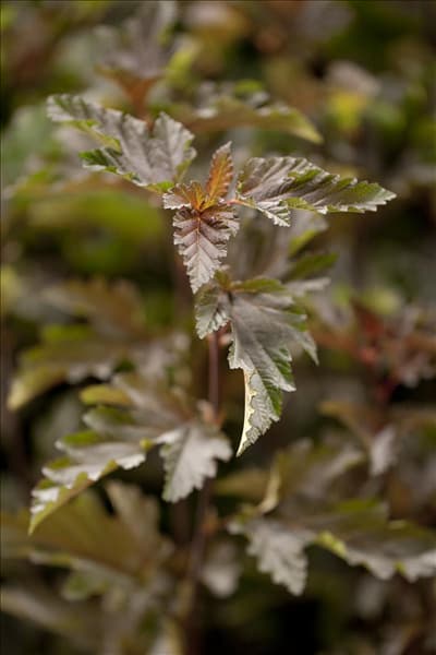 Physocarpus opulifolius 'Red Baron'