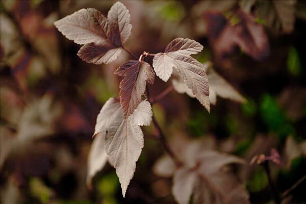 Physocarpus opulifolius 'Red Baron'