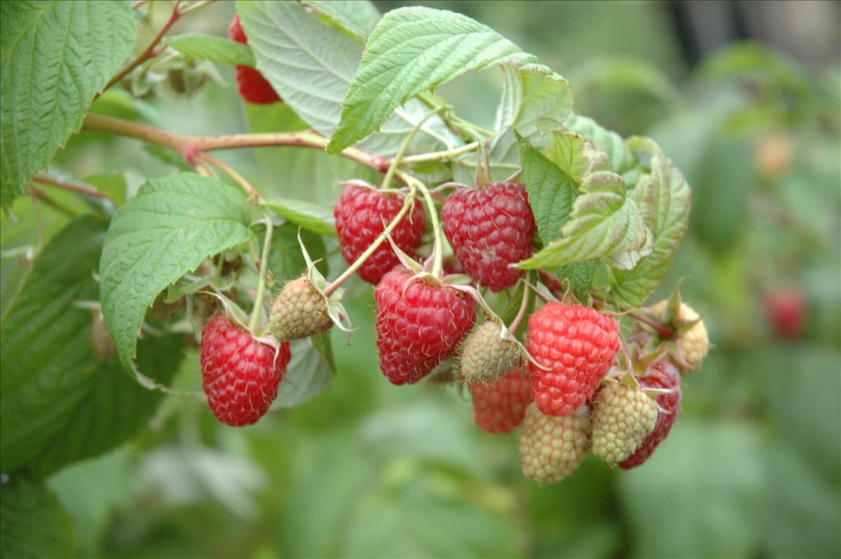 Rubus idaeus
