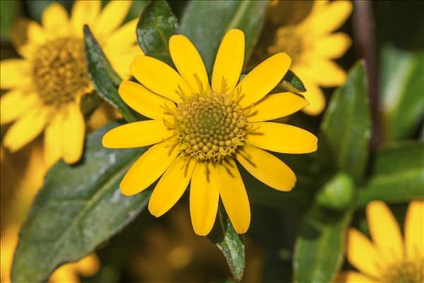 Sanvitalia procumbens 'Sunvy Yellow Steel'