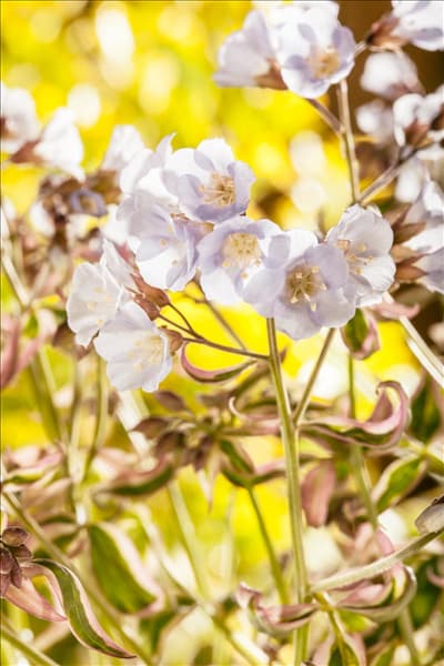 Polemonium reptans 'Stairway to Heaven'®