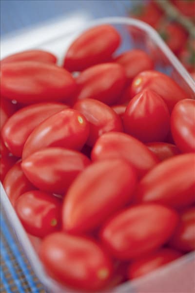 Solanum lycopersicum 'San Marzano'