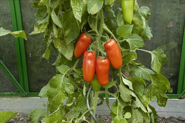 Solanum lycopersicum 'San Marzano'