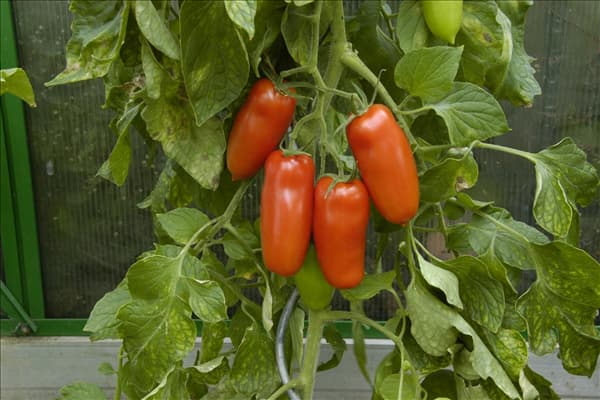 Solanum lycopersicum 'San Marzano'