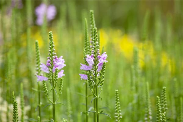 Physostegia virginiana, rosa