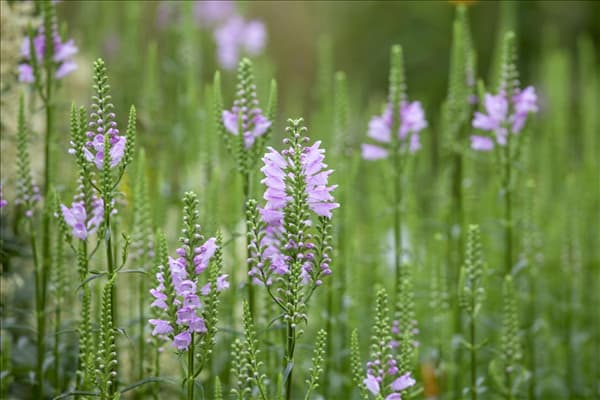 Physostegia virginiana, rosa