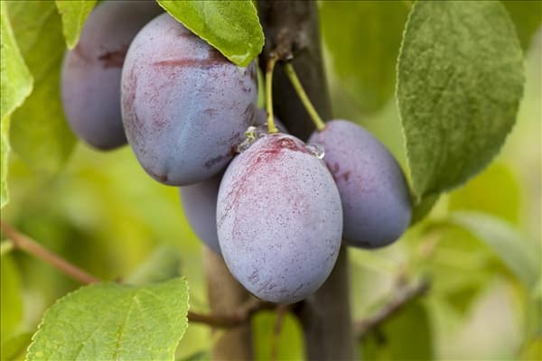 Prunus domestica subsp. domestica 'Basler Hauszwetschge'