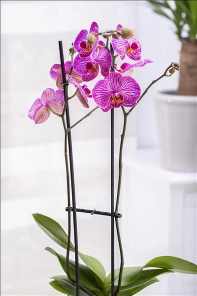 Phalaenopsis 'Andorra'