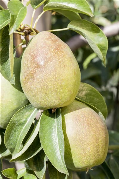 Pyrus communis 'Köstliche von Charneux'