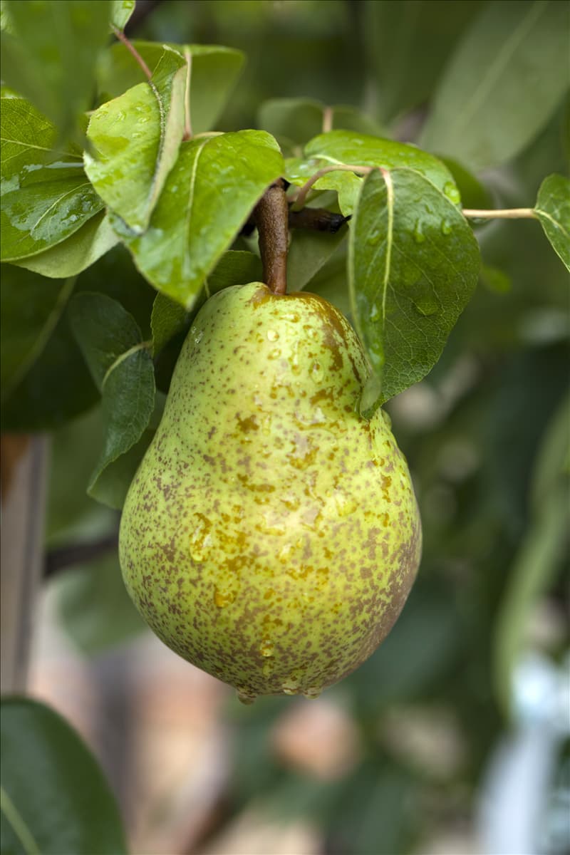 Pyrus communis 'Williams Christ'
