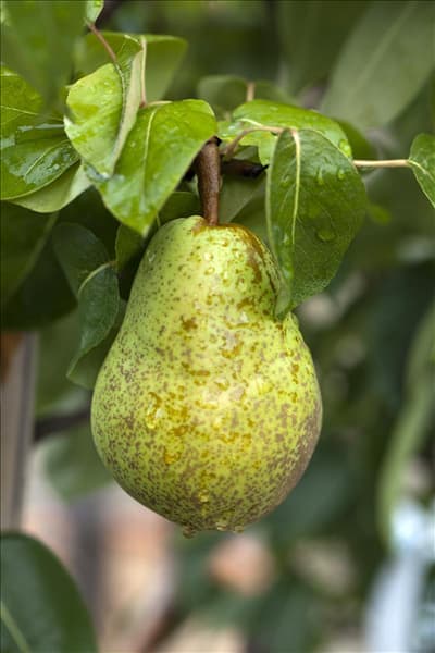 Pyrus communis 'Williams Christ'