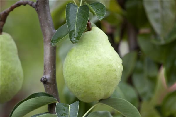 Pyrus communis 'Williams Christ'