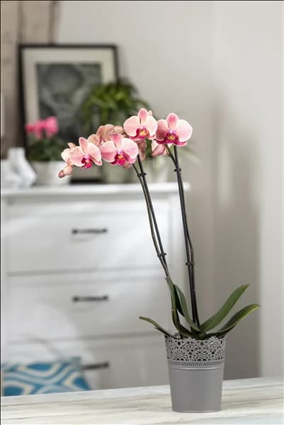 Phalaenopsis 'Cascade'