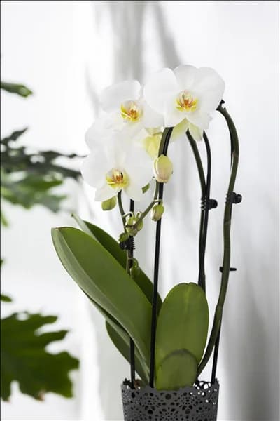 Phalaenopsis 'Cascade'