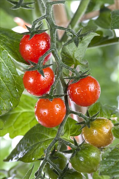 Solanum lycopersicum var. cerasiforme 'Tomatoberry'