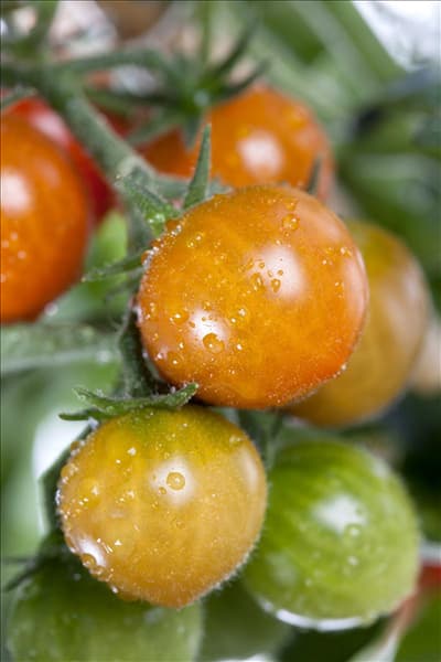 Solanum lycopersicum var. cerasiforme 'Tomatoberry'